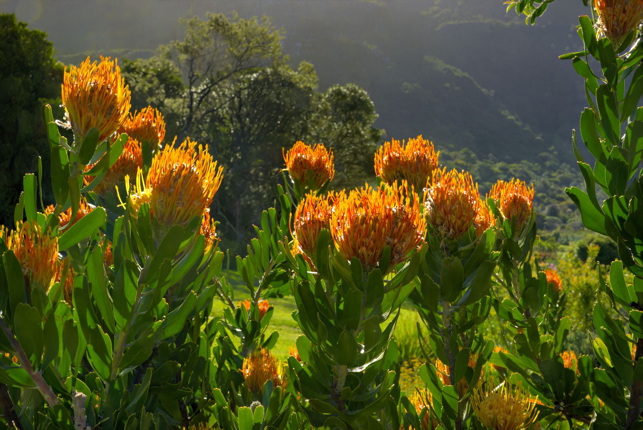 Botanischer Garten Kirstenbosch: Nadelkissen-Protea